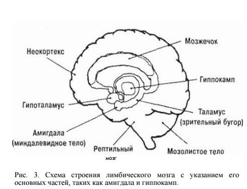 Лимбический мозг
